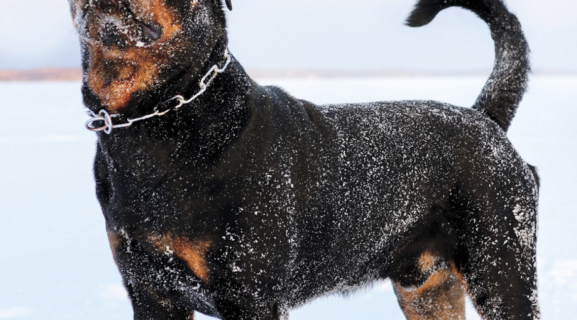 Rottweiler-lehti 1/20 digilehtenä